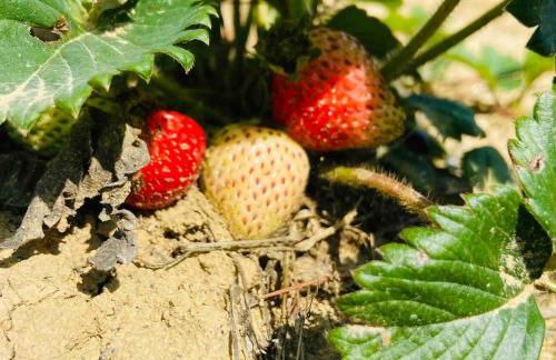 Villa Monferrina - Pool - Unesco Heritage - Photo 53