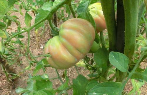 Apartamento en pleno Montseny Mas Romeu Turisme Rural - Foto 57