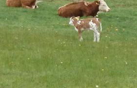 Gasthaus Piesau - Thüringer Wald - Rennsteig - Foto 77
