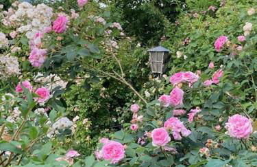 Ferienwohnung Päusken mit Rosengarten im Hochsauerland - Foto 14