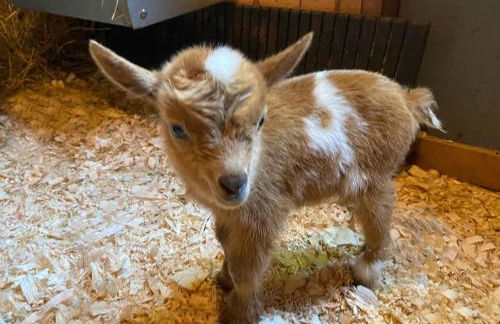 Luxury Farm Stay-Bonds Corner Bungalow-Wolf Pine Hollow - Foto 65