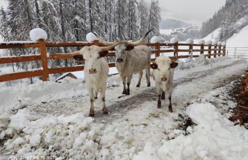 Texas Longhorn Ranch Neumannhof - Photo 6