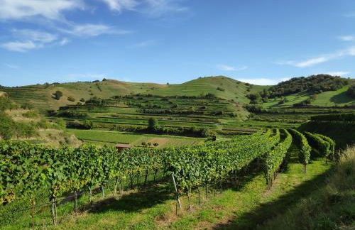 Weingut & Straußwirtschaft Vogel - Foto 56