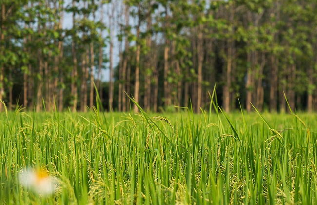 LPC Holiday Villa - Foto 35