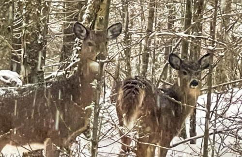 Mooseleuk Lodge - Foto 9