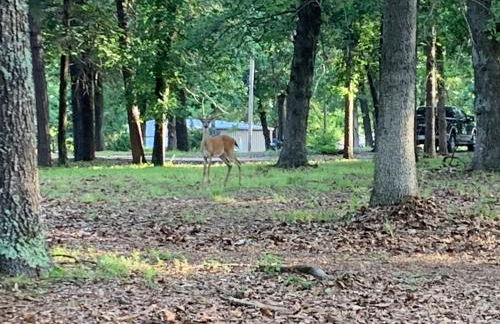 Owl Hoot Lake Retreat- Dock, beach & wooded haven! - Foto 11