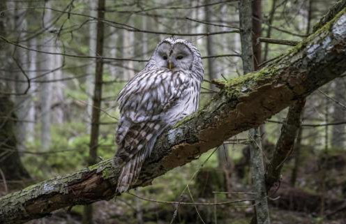 3 Guests - Pet Friendly - Grid Tree-House - Foto 25