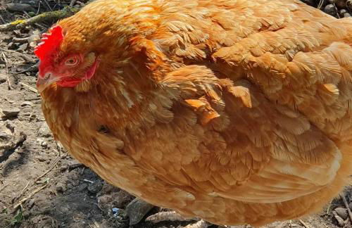 La Fermette des Ramolleux - Foto 21