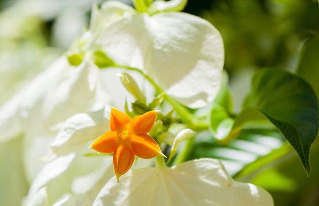 Seaforth Apartments - Foto 43