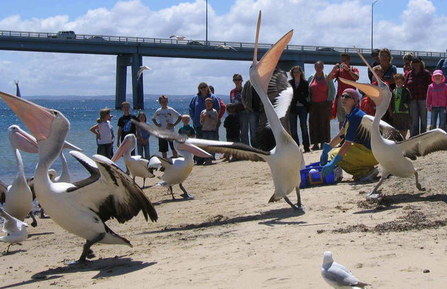Paseo en barco por la Isla Phillip - Foto 10