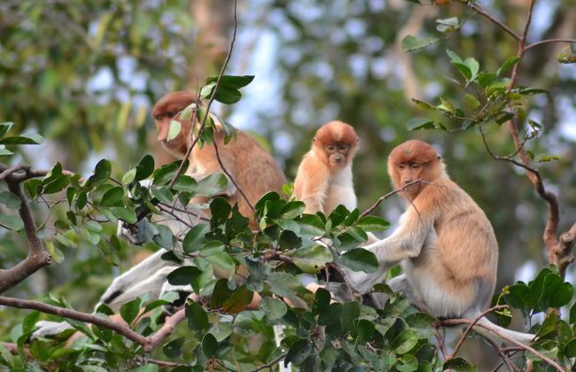 Houseboat Bee Kelotok - Foto 54