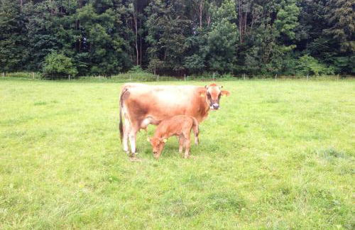 Green Hills Appaloosa Ranch - Foto 32