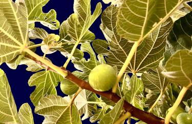 Villa Eos con Piscina Privata nel cuore del Parco Naturale di Andrano - Foto 73