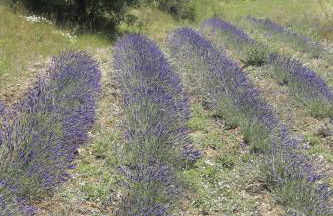 Château de Peyrolles - Photo 20