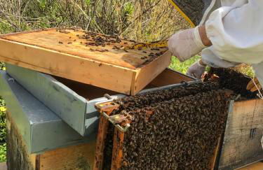 Fattoria Manostalla Villa Chiarelli - Foto 81