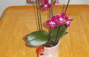 Ferienwohnung Neubert - Foto 23