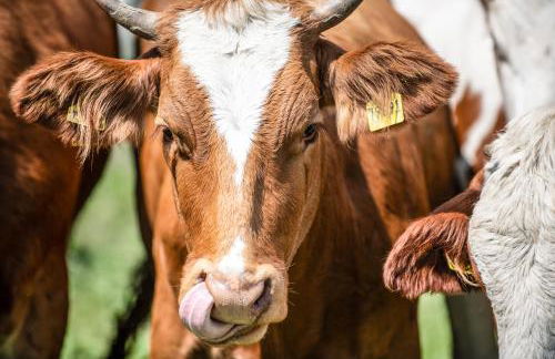Ferienlandhaus Brunner - Foto 29