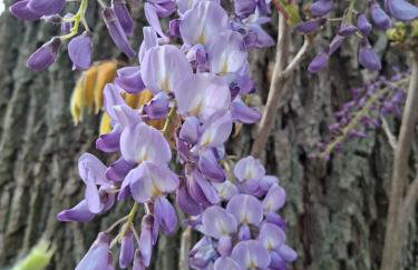 Agriturismo Settepassi Tuscany - Photo 21