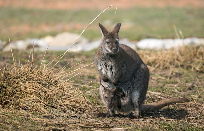 Steigmatt Bauernhof - Erlebnis - Foto 48