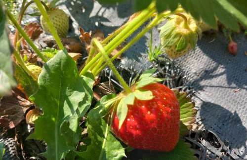 Agroturystyka Porbady - Foto 4