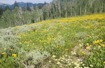 Stunning at Solitude, Steps from Chair Lift, East #103 - Foto 30