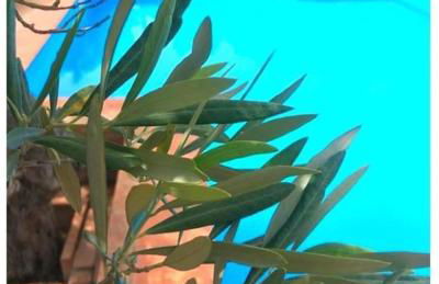 Residence Cassiodoro - Photo 27