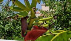 Finca Ca Nostra, Charmante Villa, Großzügiger Pool & Meerblick - Foto 4
