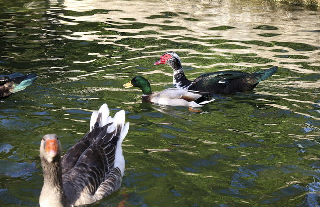 Quinta de Chousas - Braga - Agrotourism - Photo 52
