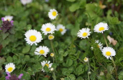 Ferienwohnung im Obstgarten - Foto 63