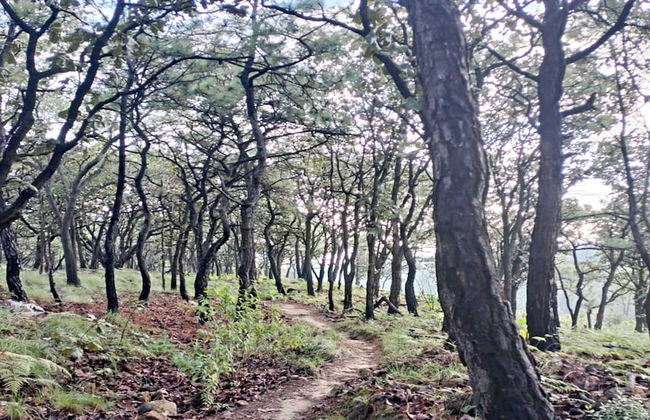 Loft Tree House 1 by Kivoya - Foto 16