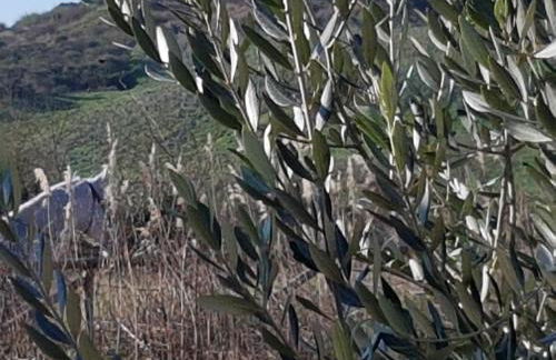 Molino della Tuoma - Foto 79