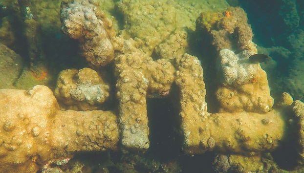 Diving at Ilhabela Shipwrecks - Photo 2
