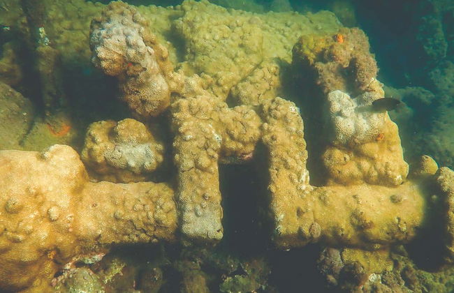 Diving at Ilhabela Shipwrecks - Photo 2