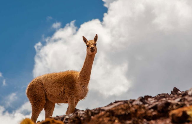 Escursione alla Laguna Brava - Foto 8