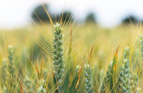 Rural Farm Cottage nr Canterbury - logburner, parking, 2bed and 2bath -idyllic setting - Foto 34