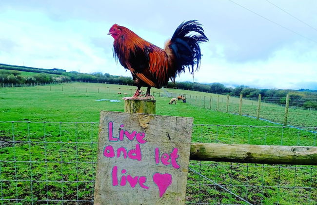 Secluded Converted Horsebox Retreat in Welcombe - Photo 6