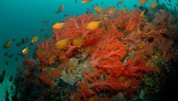 Discovering marine life