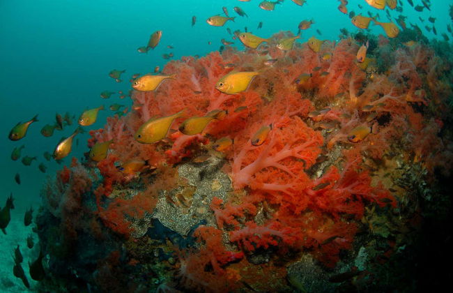 Malapascua Diving - Photo 3