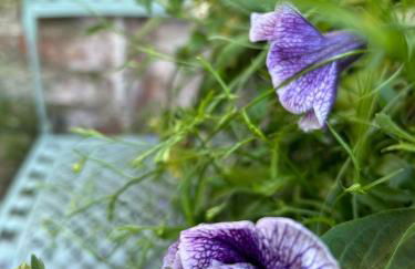 Downshire Haven - Foto 43