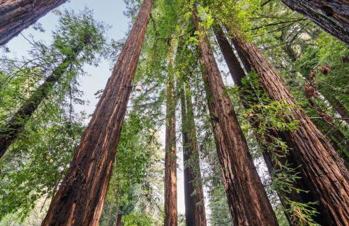 Relaxing Home Among The Redwoods - Dog-Friendly - Photo 35