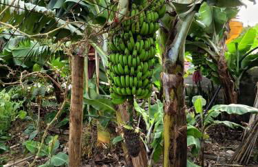 The Goat's Place III - Foto 22