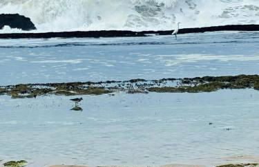 Flat em Muro Alto, Malia Beach Experience, B114 - Foto 18