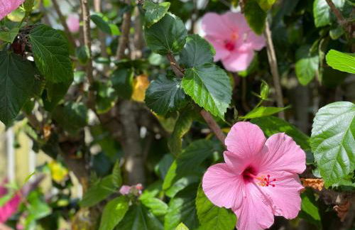 Casa Flamingo - Foto 1