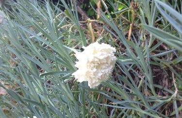 Casa Vacanze All'Orizzonte Duino - Foto 28