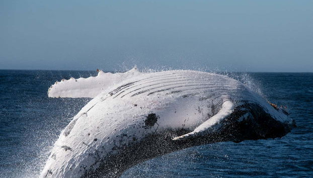Il salto di una balena