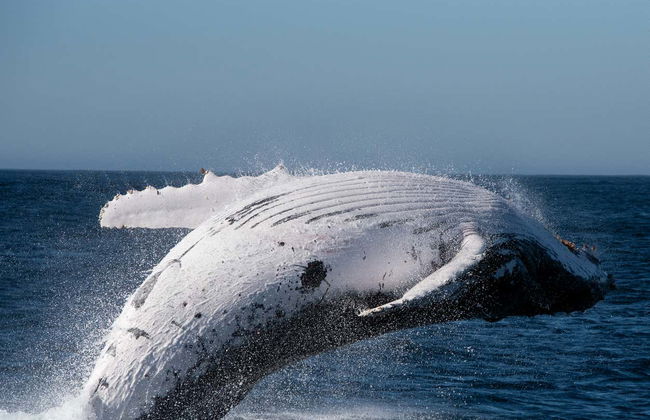 Avistamiento de ballenas en Knysna - Foto 3