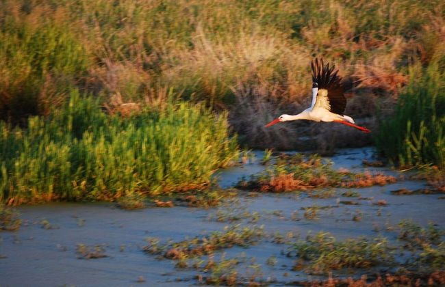 Studio in Dargun With Pool Near Lake Kummerow - Foto 28