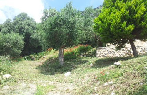 Old Olive house - Foto 38