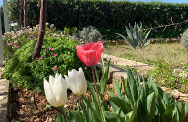 Apartments Šimuni - Foto 32