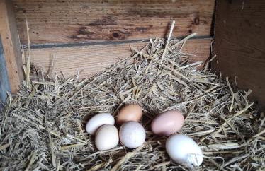 Eco-lodges Lacanau Moutchic Inn - 4 pers - Foto 21